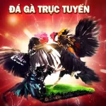 Top các trang đá gà trực tuyến uy tín